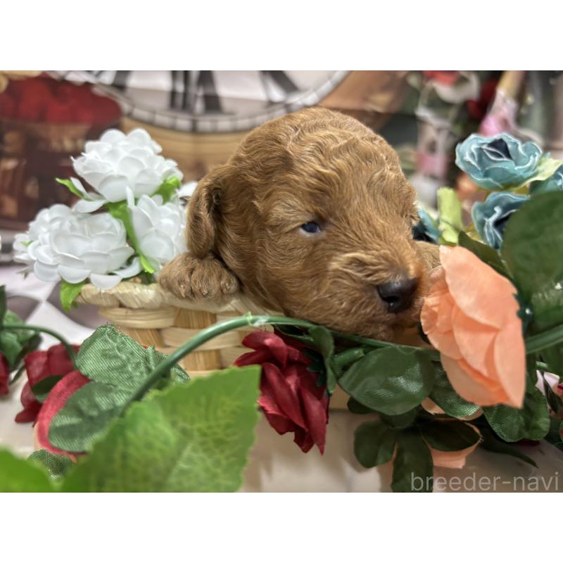 販売中の栃木県のトイプードル-423583の5枚目