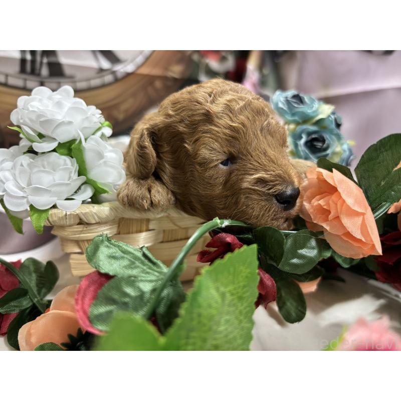 販売中の栃木県のトイプードル-423583の4枚目