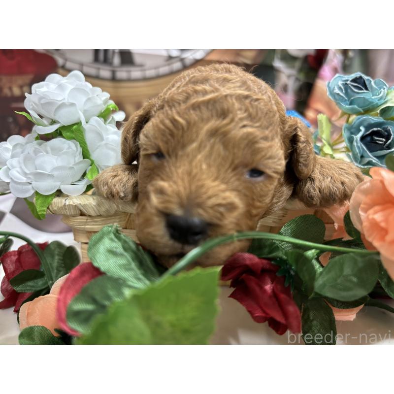 販売中の栃木県のトイプードル-423583の3枚目