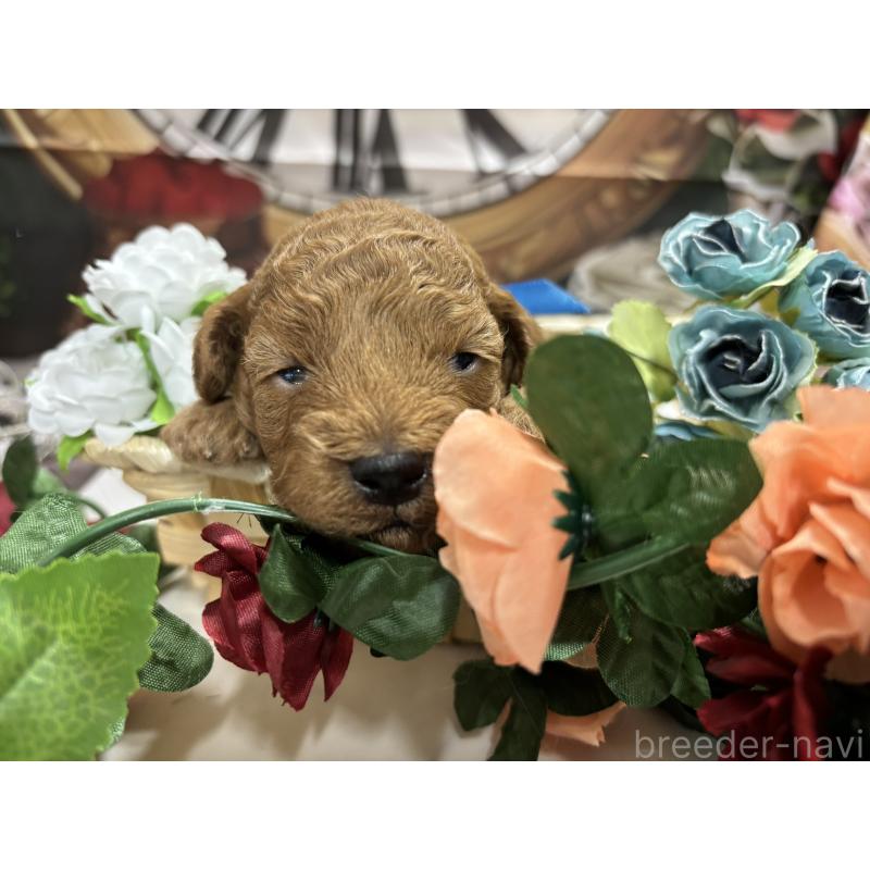 販売中の栃木県のトイプードル-423583の2枚目