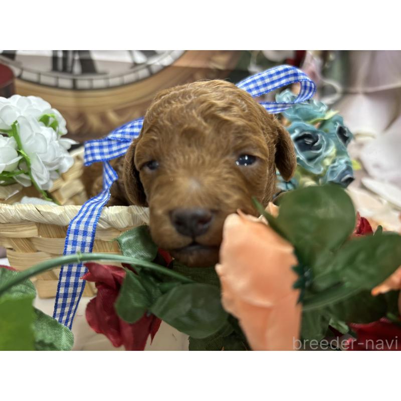 販売中の栃木県のトイプードル-423584の1枚目