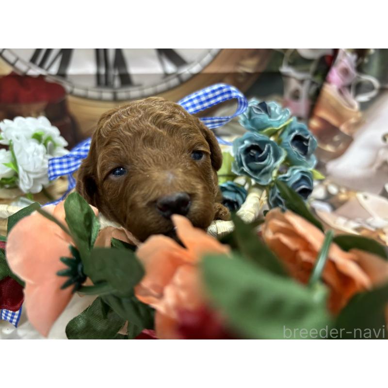 販売中の栃木県のトイプードル-423584の8枚目