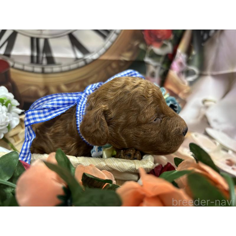 販売中の栃木県のトイプードル-423584の7枚目