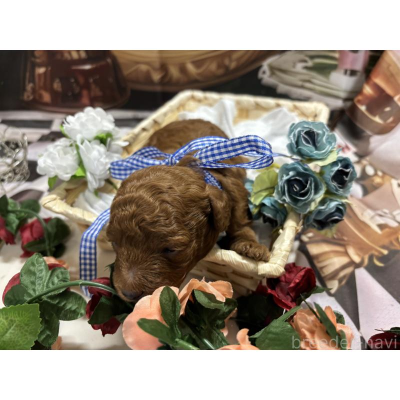 販売中の栃木県のトイプードル-423584の6枚目