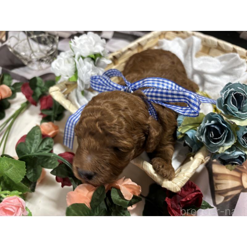 販売中の栃木県のトイプードル-423584の5枚目