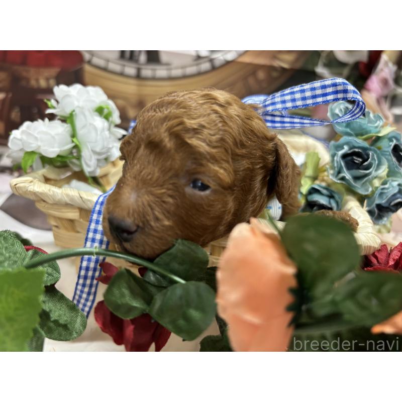 販売中の栃木県のトイプードル-423584の4枚目