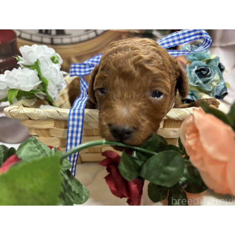 販売中の栃木県のトイプードル-423584の3枚目