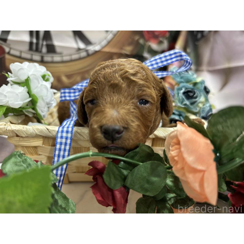 販売中の栃木県のトイプードル-423584の2枚目