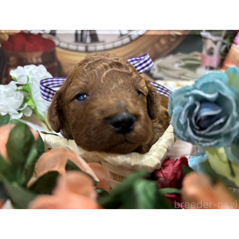 販売中の栃木県のトイプードル-423585の8枚目