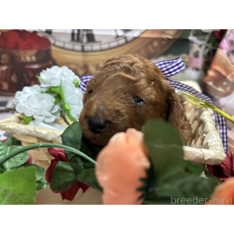 販売中の栃木県のトイプードル-423585の7枚目