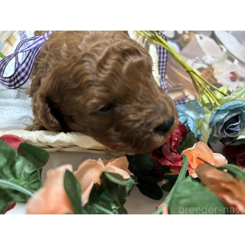 販売中の栃木県のトイプードル-423585の6枚目