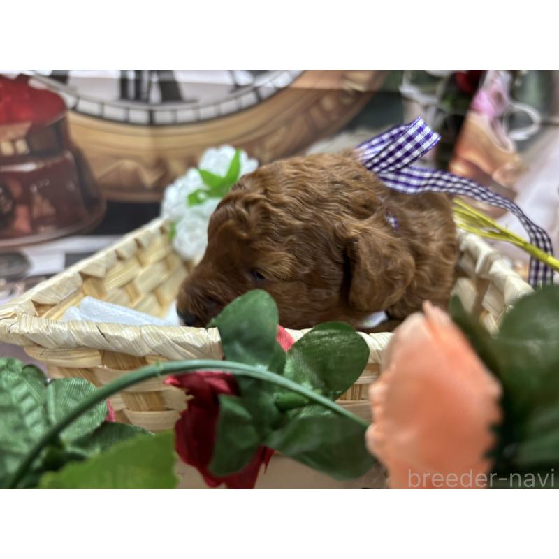 販売中の栃木県のトイプードル-423585の4枚目