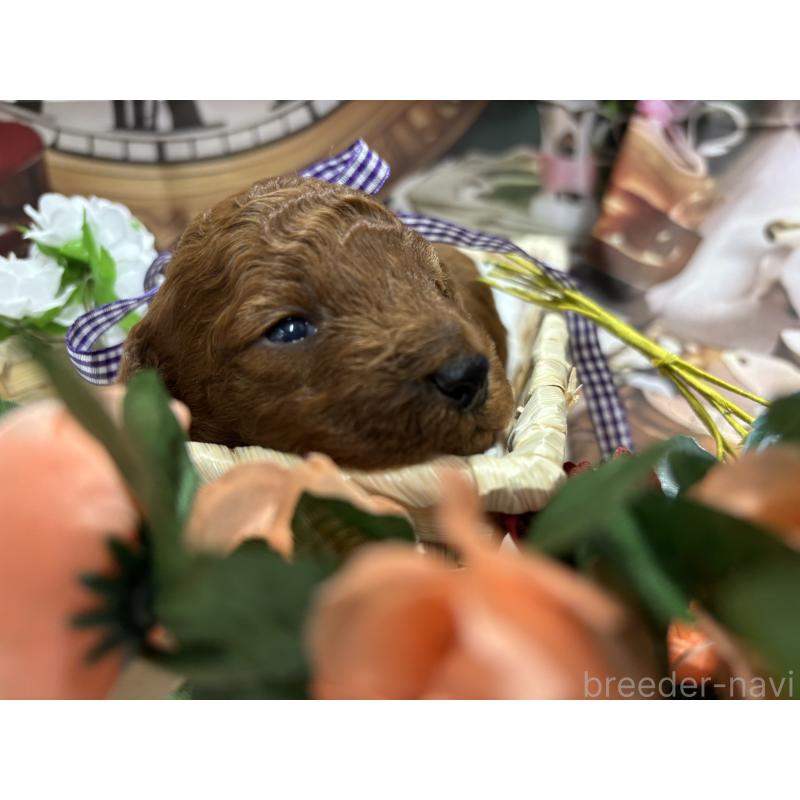 販売中の栃木県のトイプードル-423585