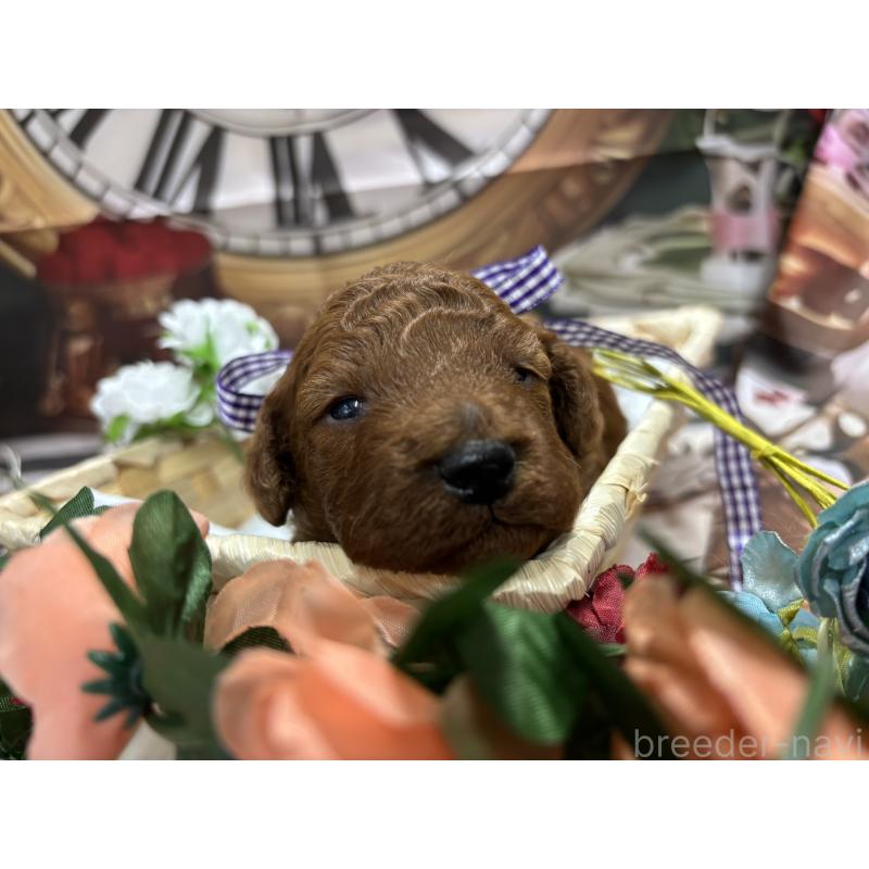 販売中の栃木県のトイプードル-423585の3枚目