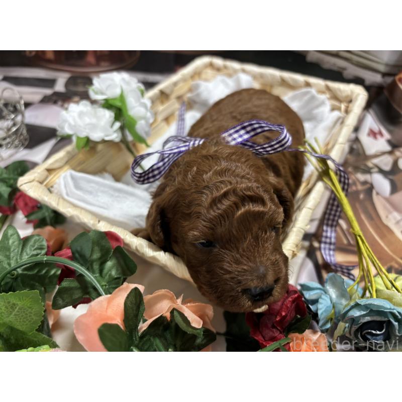 販売中の栃木県のトイプードル-423585の2枚目