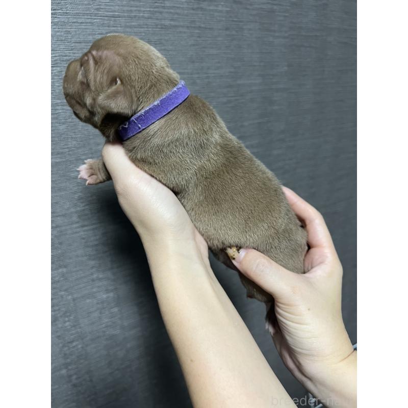 販売中の香川県のアメリカンブリー-423590の2枚目