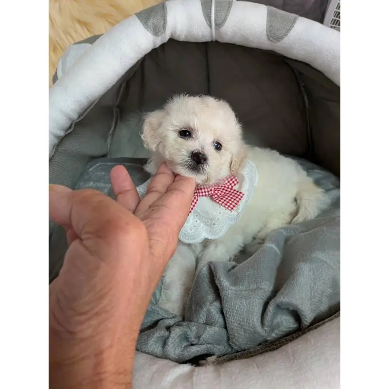 販売中の兵庫県のビションプー:ビションフリーゼ×トイプードル-423589の1枚目