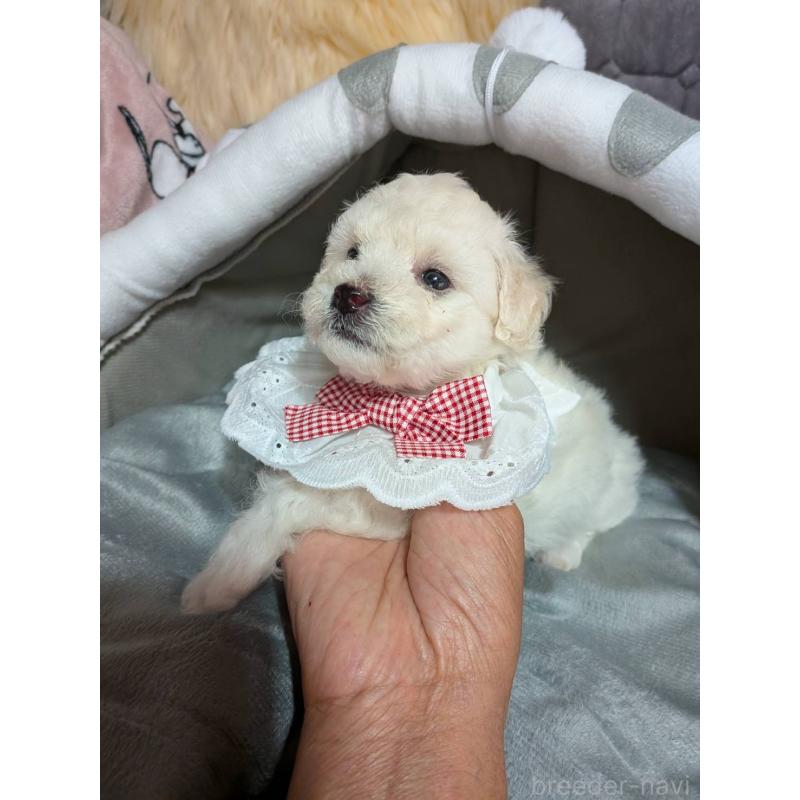 販売中の兵庫県のビションプー:ビションフリーゼ×トイプードル-423589の2枚目