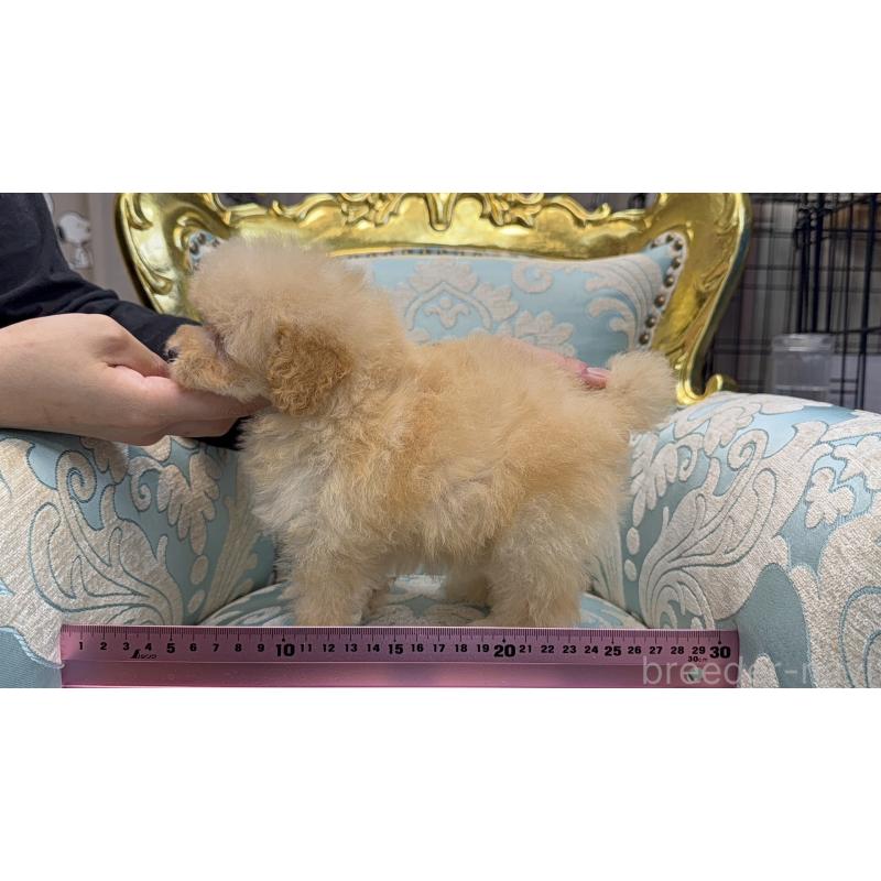 販売中の新潟県のティーカッププードル-423596の5枚目