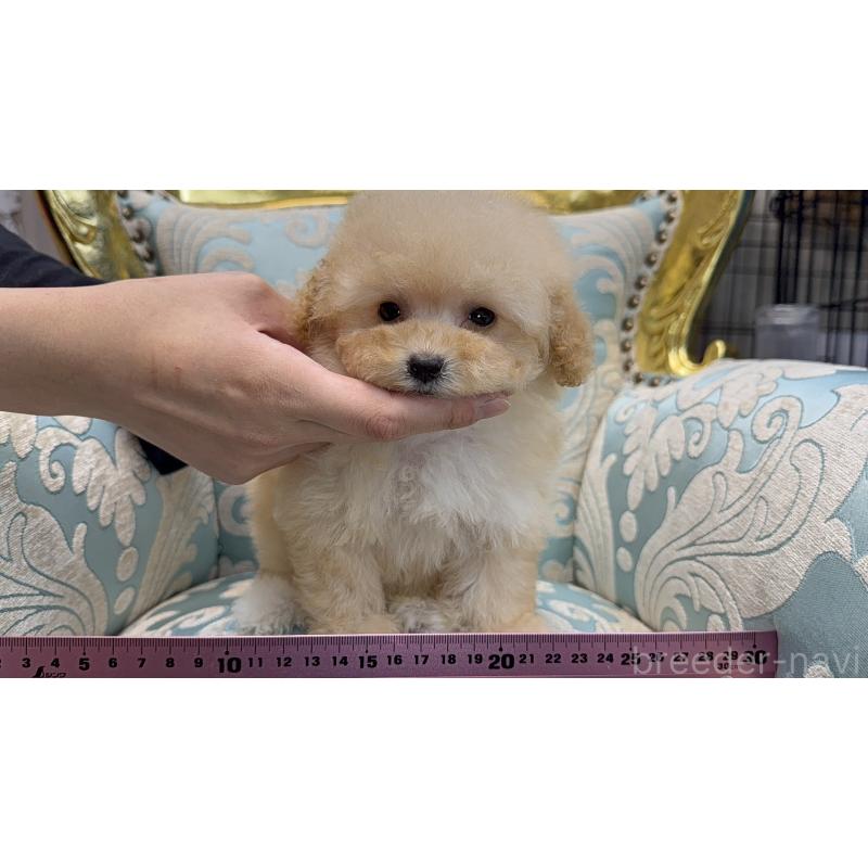 販売中の新潟県のティーカッププードル-423596の4枚目