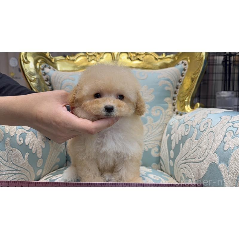 販売中の新潟県のティーカッププードル-423596の3枚目