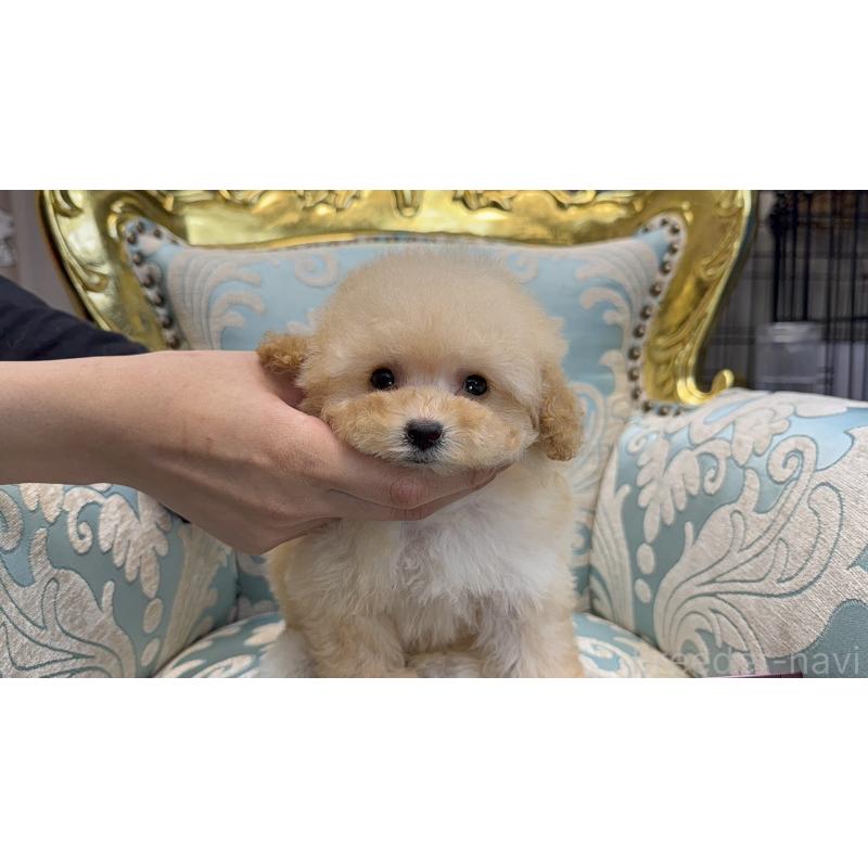 販売中の新潟県のティーカッププードル-423596の2枚目