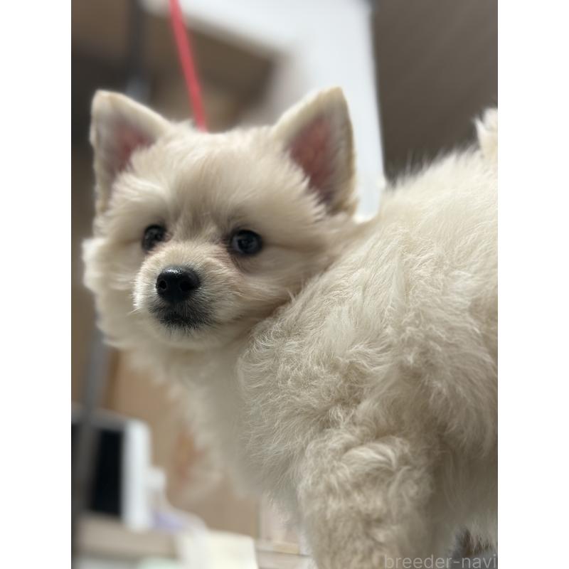 販売中の東京都のチワプー:チワワ×トイプードル-413689の3枚目