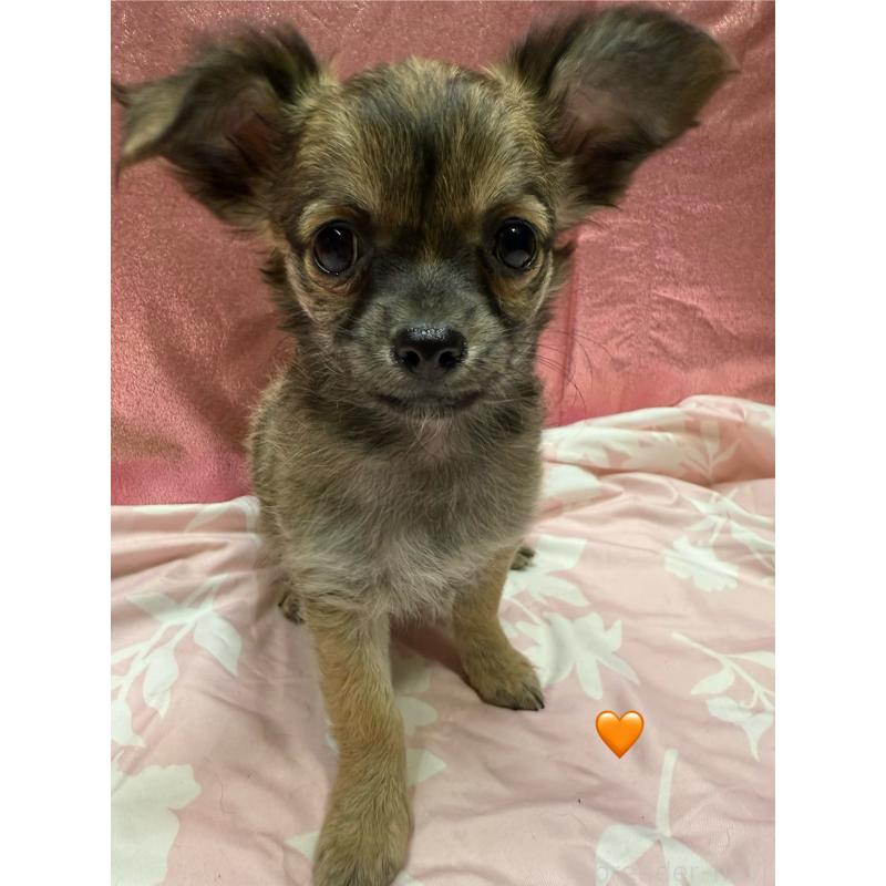 販売中の愛知県のチワワ(ロングコート)-416522の7枚目