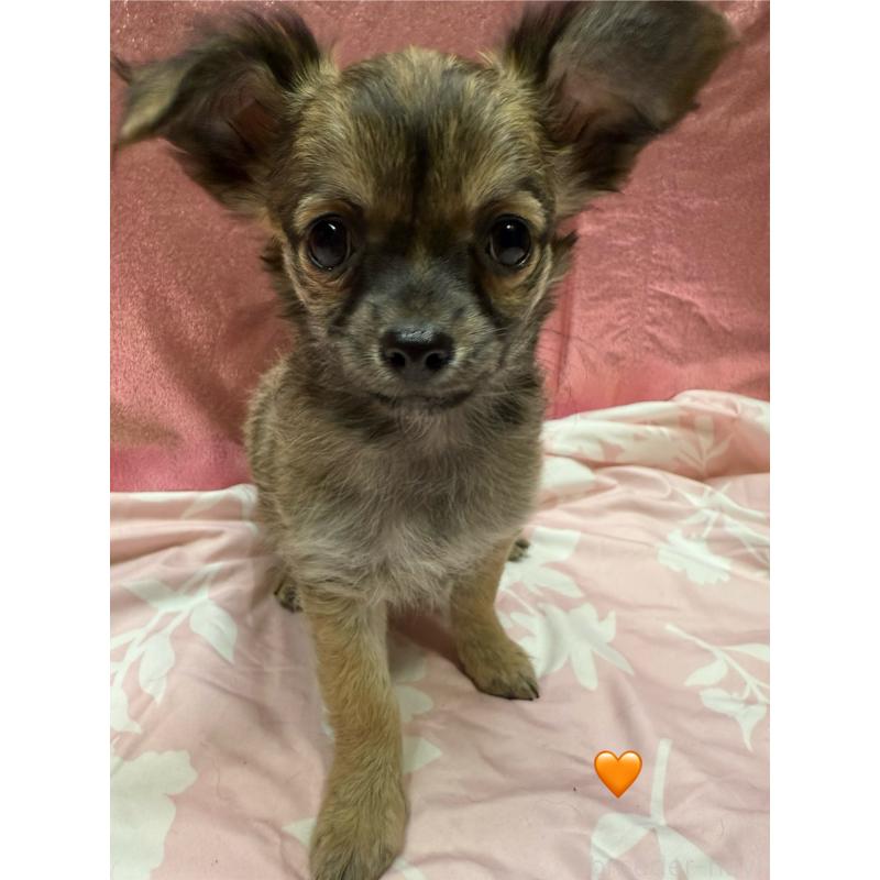 販売中の愛知県のチワワ(ロングコート)-416522