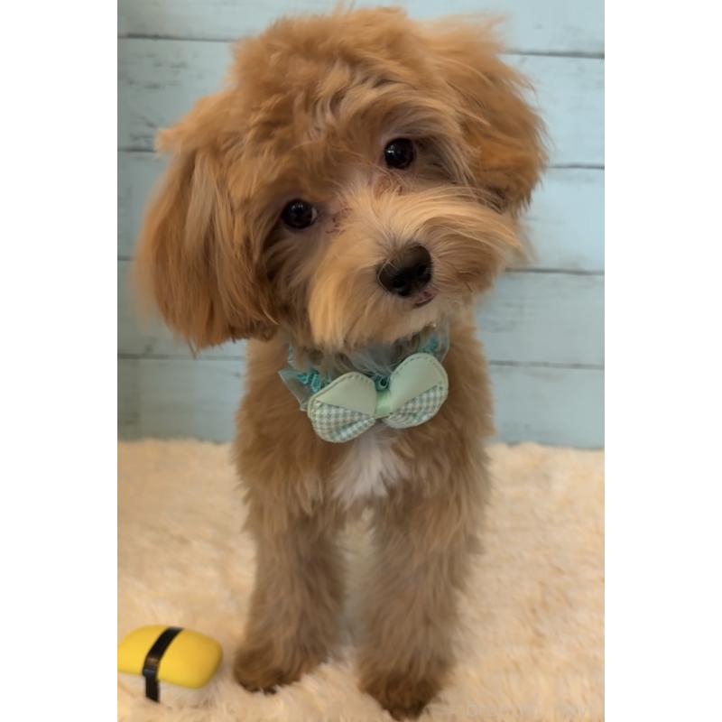 販売中の埼玉県のマルプー:マルチーズ×トイプードル-393340の13枚目