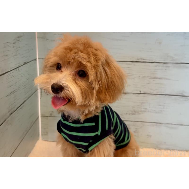 販売中の埼玉県のマルプー:マルチーズ×トイプードル-393340の12枚目