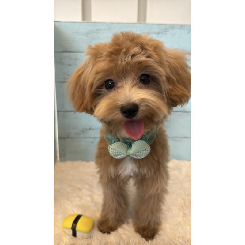 販売中の埼玉県のマルプー:マルチーズ×トイプードル-393340の11枚目