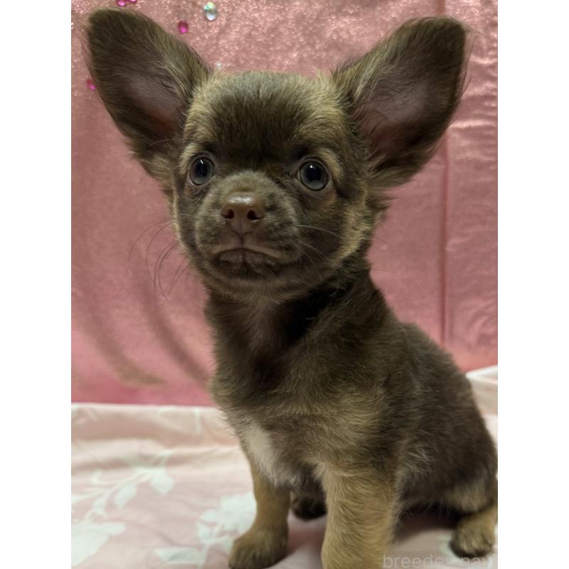 販売中の愛知県のチワワ(ロングコート)-416521の6枚目