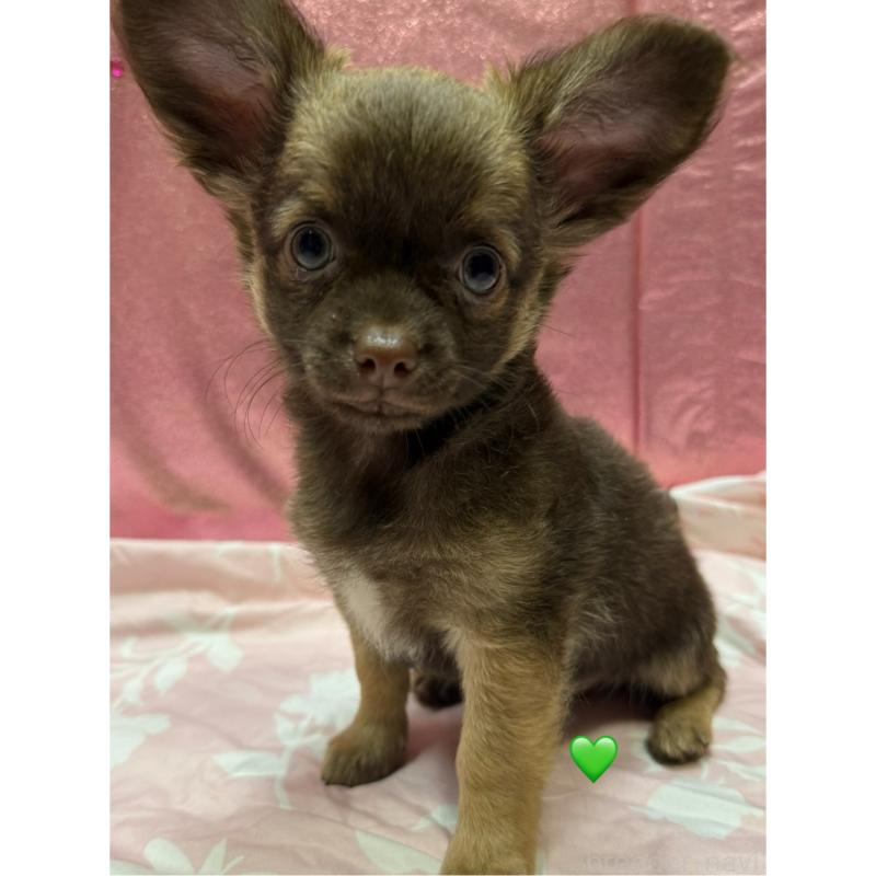 販売中の愛知県のチワワ(ロングコート)-416521