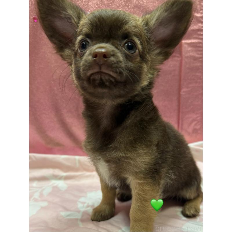 販売中の愛知県のチワワ(ロングコート)-416521の4枚目