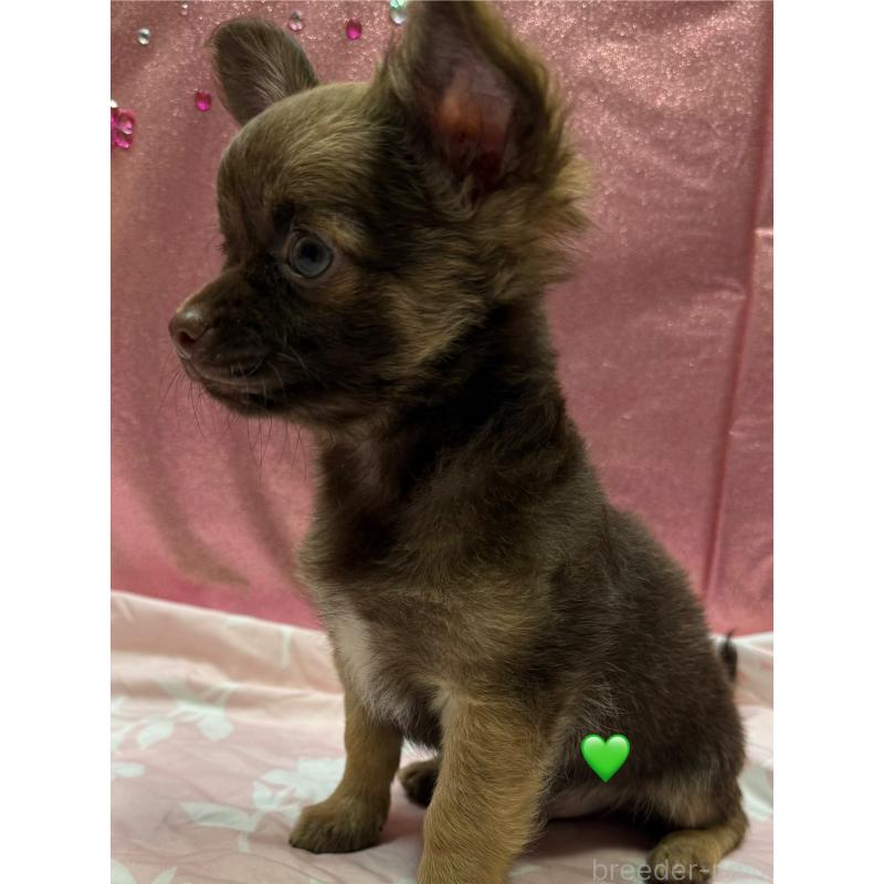 販売中の愛知県のチワワ(ロングコート)-416521の3枚目