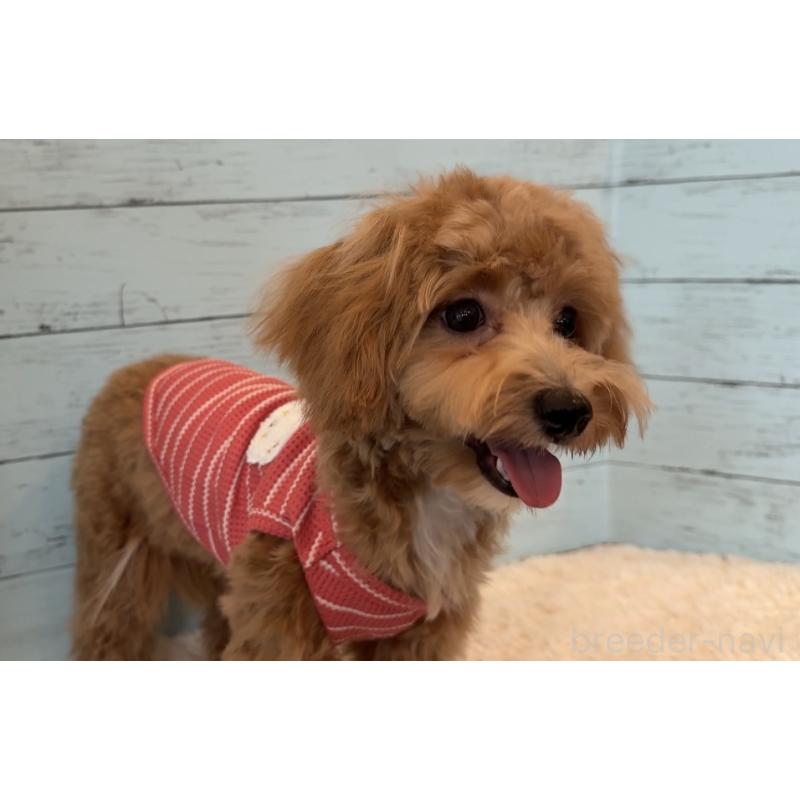 商談中の埼玉県のマルプー:マルチーズ×トイプードル-393320の5枚目