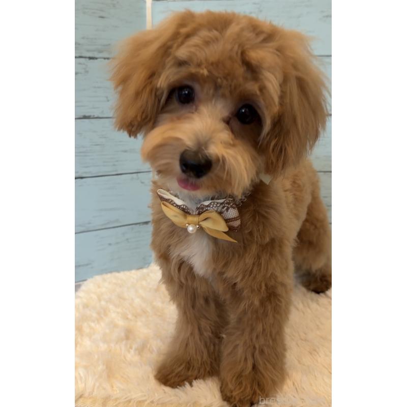 商談中の埼玉県のマルプー:マルチーズ×トイプードル-393320の4枚目