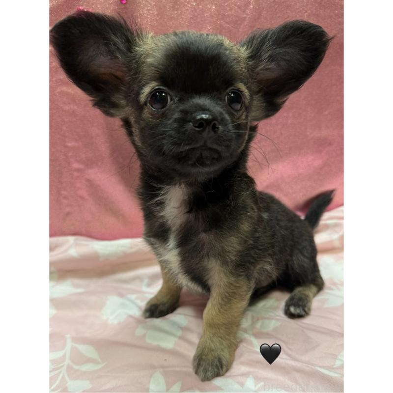 販売中の愛知県のチワワ(ロングコート)-416520の5枚目