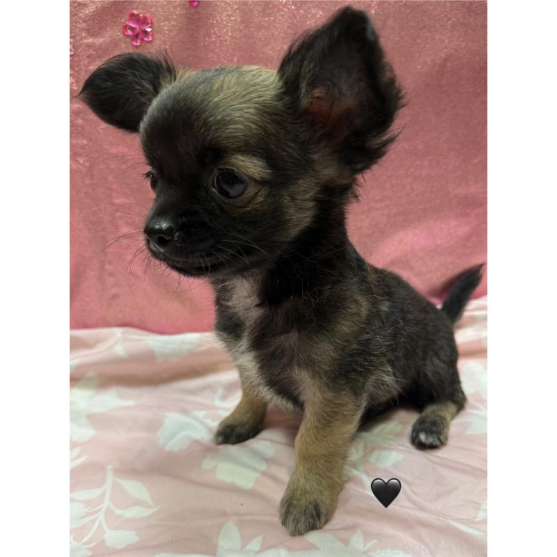 販売中の愛知県のチワワ(ロングコート)-416520の4枚目