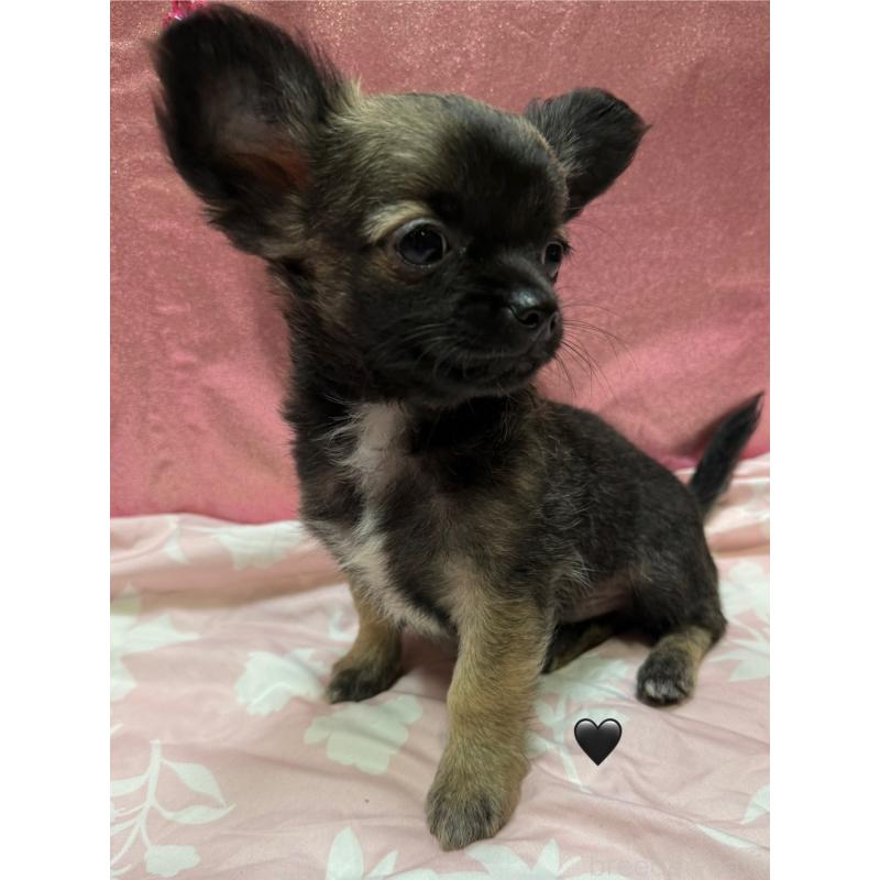 販売中の愛知県のチワワ(ロングコート)-416520の3枚目