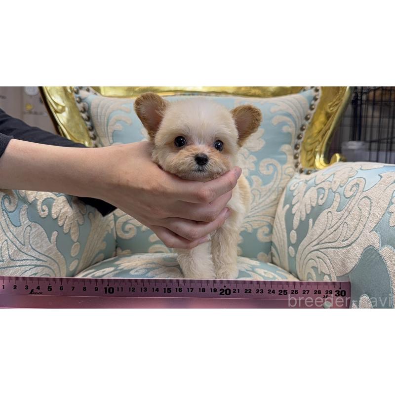 販売中の新潟県のチワプー:チワワ×トイプードル-423599の2枚目