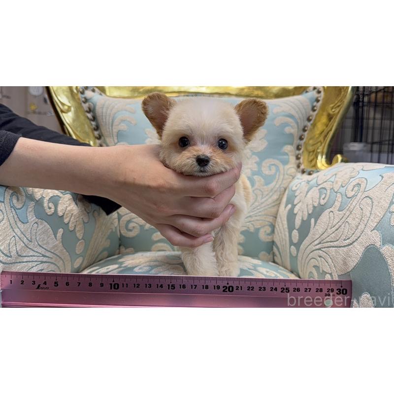 販売中の東京都のチワプー:チワワ×トイプードル-423600の3枚目