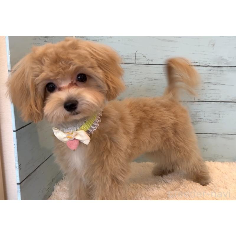 販売中の埼玉県のマルプー:マルチーズ×トイプードル-393326の19枚目