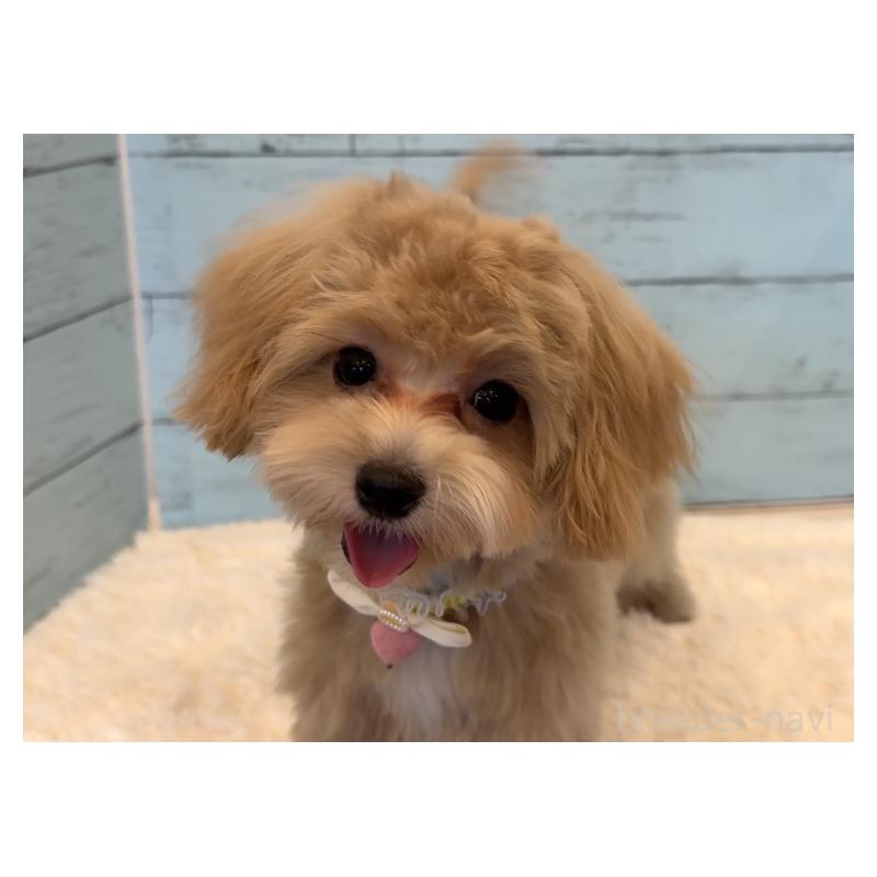 販売中の埼玉県のマルプー:マルチーズ×トイプードル-393326の18枚目