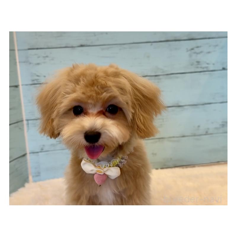 販売中の埼玉県のマルプー:マルチーズ×トイプードル-393326の16枚目