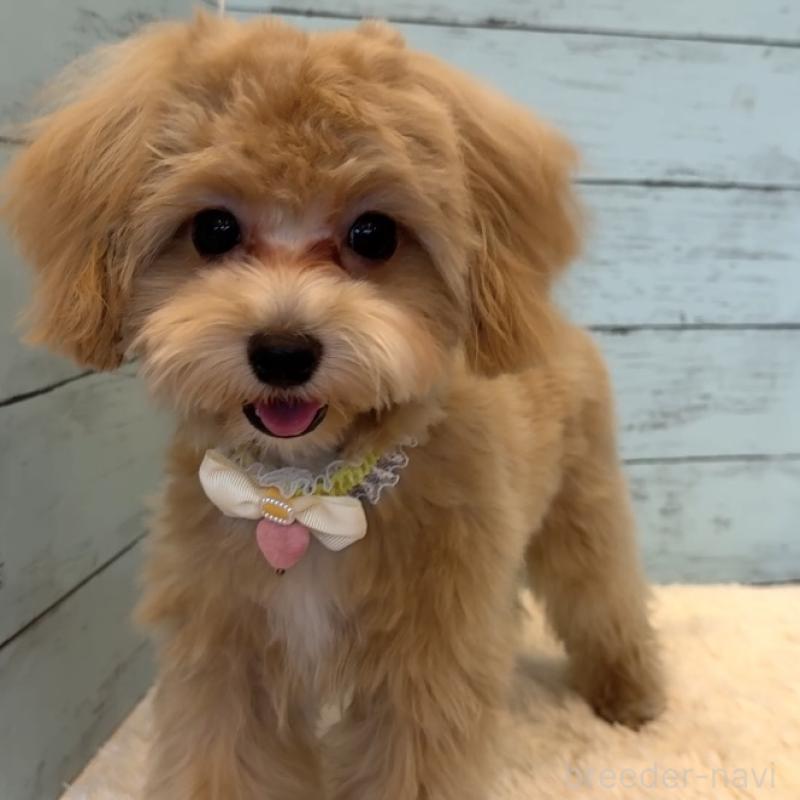 販売中の埼玉県のマルプー:マルチーズ×トイプードル-393326の17枚目