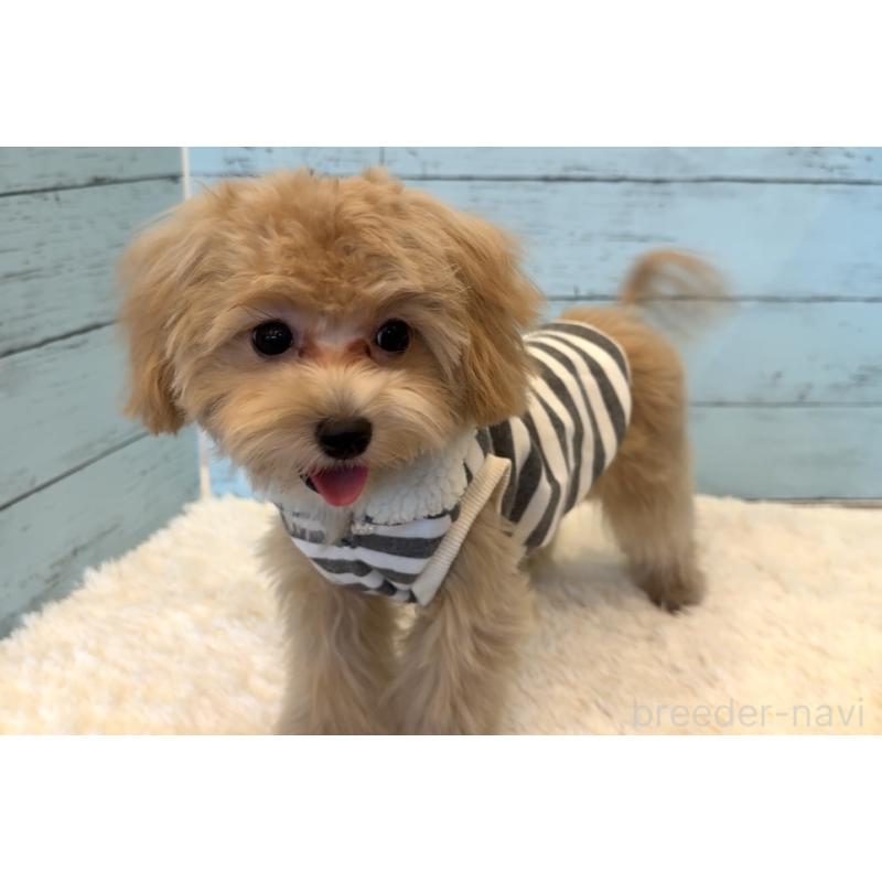 販売中の埼玉県のマルプー:マルチーズ×トイプードル-393326の15枚目