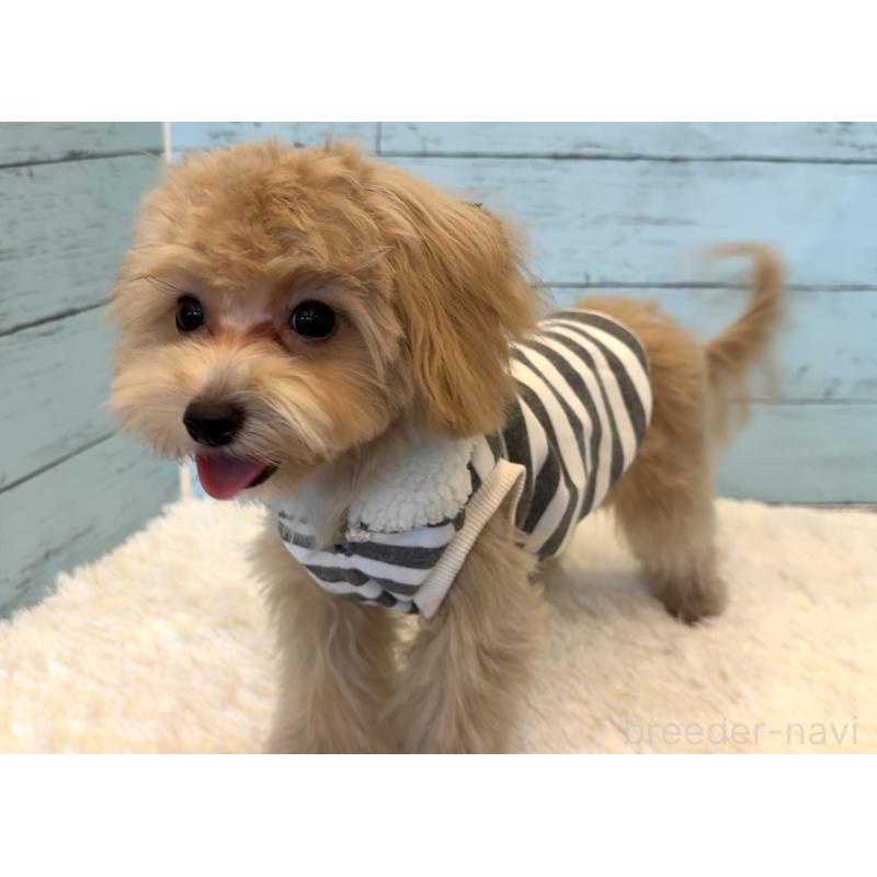 販売中の埼玉県のマルプー:マルチーズ×トイプードル-393326の14枚目