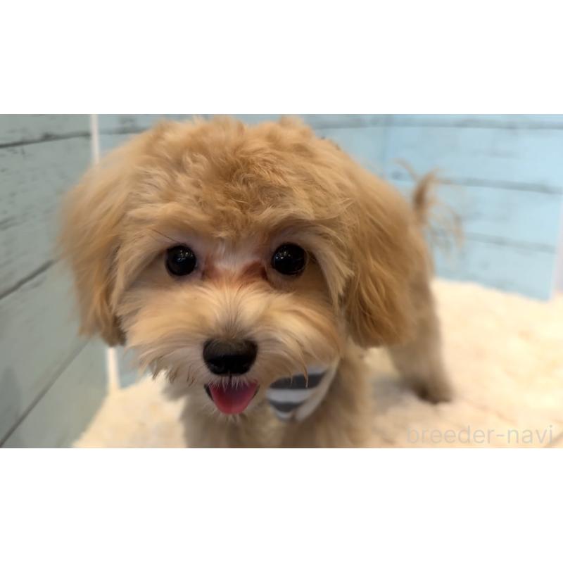 販売中の埼玉県のマルプー:マルチーズ×トイプードル-393326の13枚目